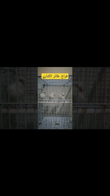 فراخ طائر الكناري