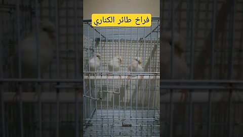 فراخ طائر الكناري