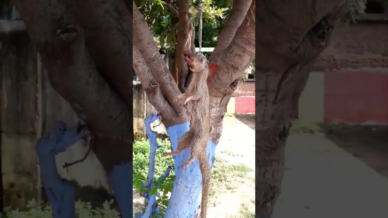 Kaalame Kaalame #vijay #thalapathy #thalapathyvijay #varisu #actorvijay #kaalame