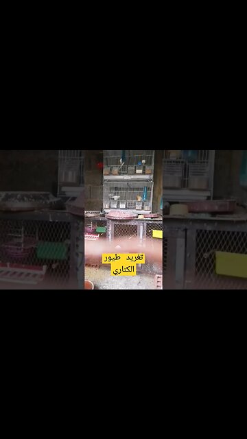 تغريد طيور الكناري الحسون روعة