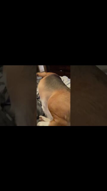 Banchee The Beagle Trying To Roll Over