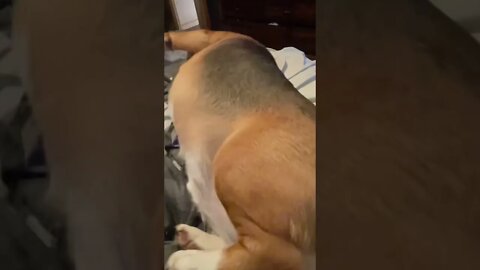 Banchee The Beagle Trying To Roll Over
