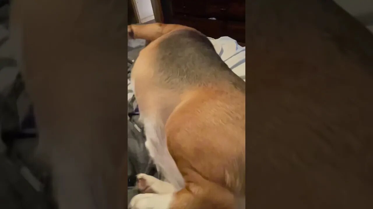 Banchee The Beagle Trying To Roll Over