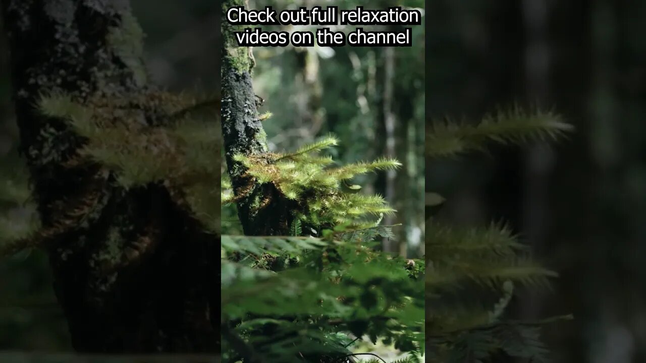 Nature sounds --- relaxing sound of birds in the forest (mind and soul at ease) #relaxation #shorts