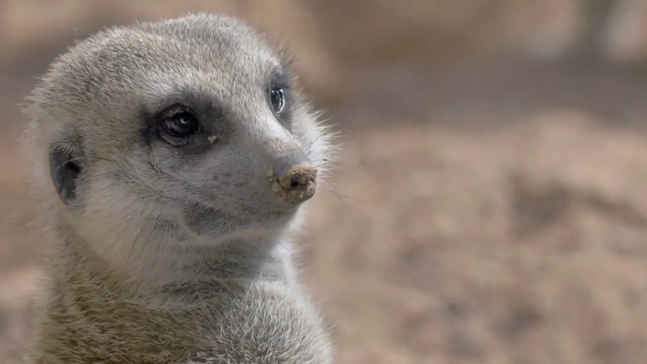 Close-up shot of a meerkat looking out for predators to warn other animals of approaching dangers