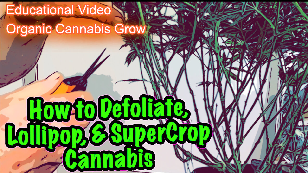 How to Defoliate Cannabis AFTER Flipping to Flower - Lollipop, SuperCrop, & "Kushman Chiropractic"