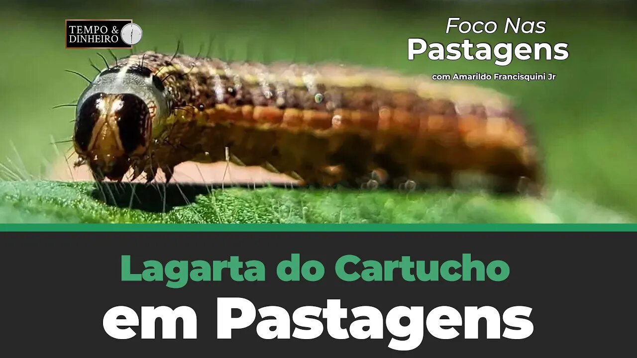 Lagarta do Cartucho em Pastagens. Foco nas Pastagens!