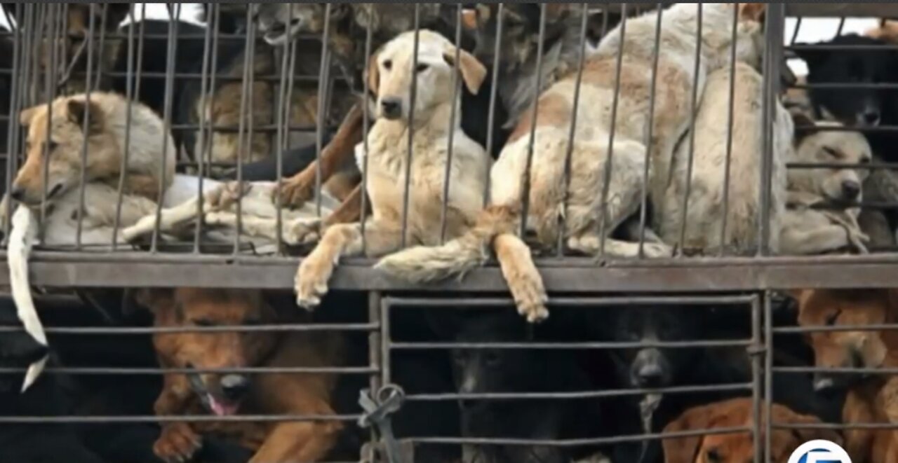 Big Dog Ranch Rescue needs help saving dogs from China meat festival