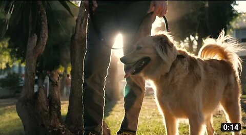 A dog at the PARK with owner