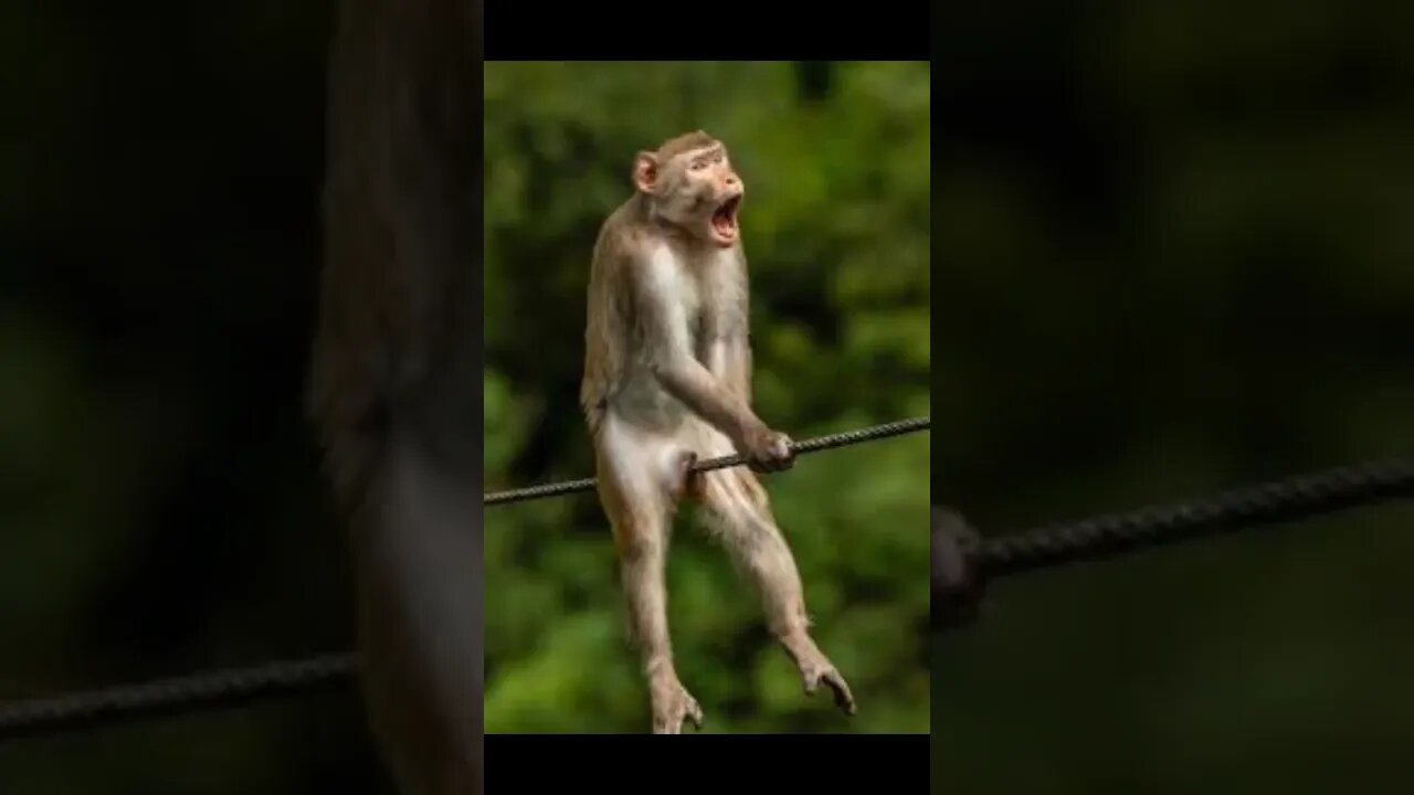 Funny Animals | Sangat Lucu 😂😂 #viralvideo #youtubevideo #funnyanimals #crazyanimals