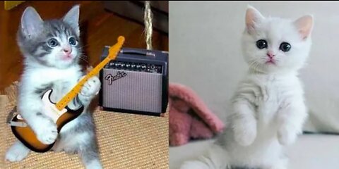 Baby cats | cute and funny cat videos | animals