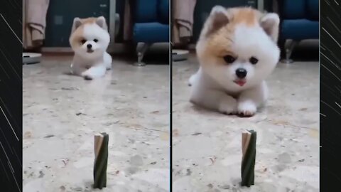 This cutest puppy wants to eat candy