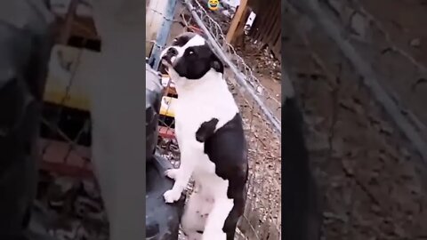 Funny dog dancing #short