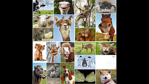Funny | animals | Try not to laugh 😭😂🤣
