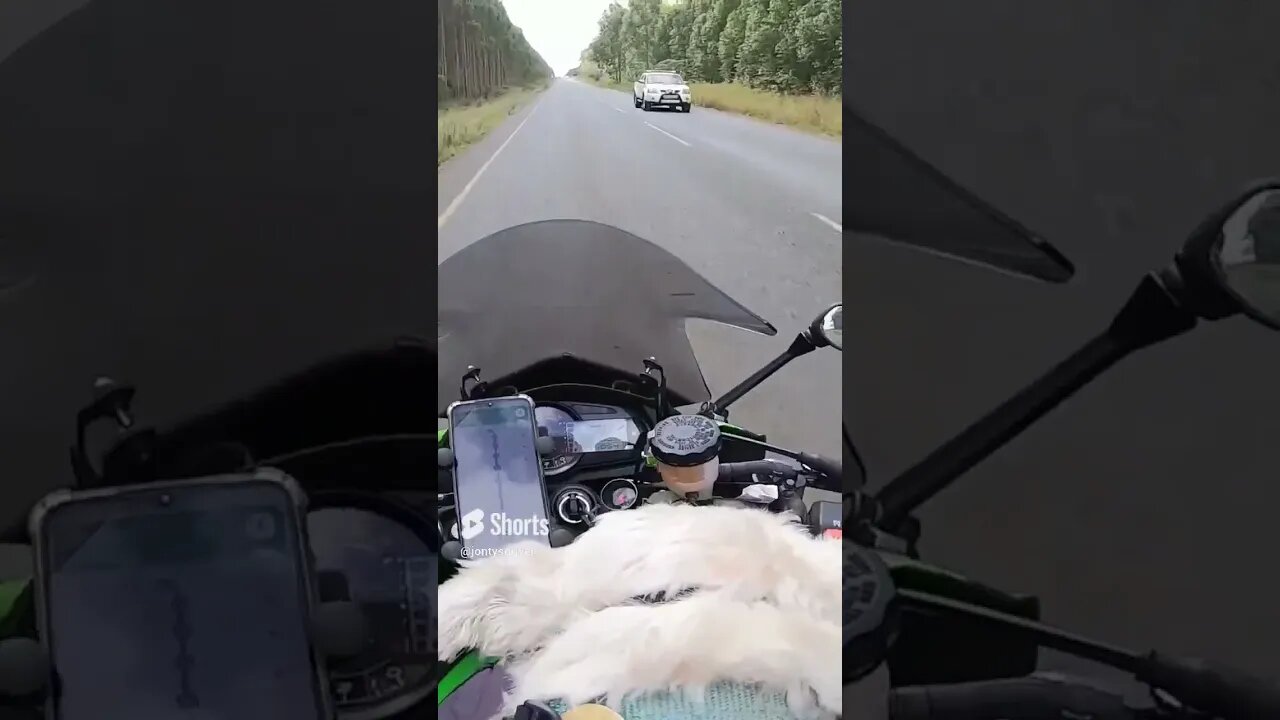 The forests of #Pongola