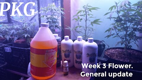 Poor King Growing 27. Flower week 3. Feeding my plants and clones.