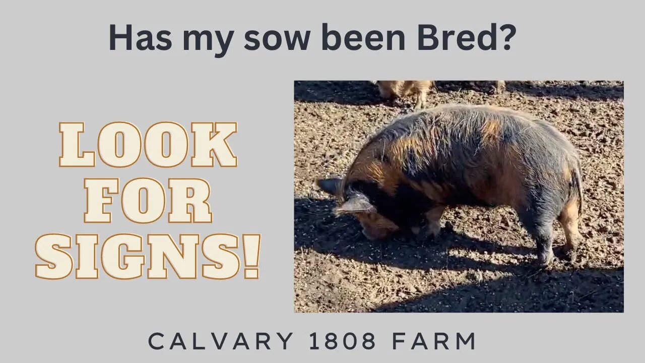 Has breeding taken place? Signs to look for when #breeding #kunekune #pigs!