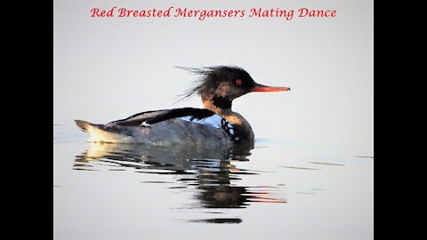 Red Breasted Mergansers Mating Dance