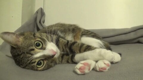 Sweet Kitten Follows Me with His Pupils