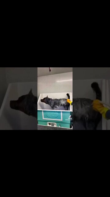 pupwash 🧽 #rottweiler