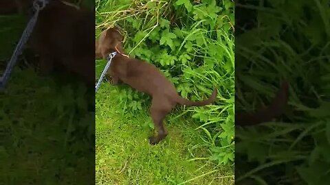 Brin On A Lead