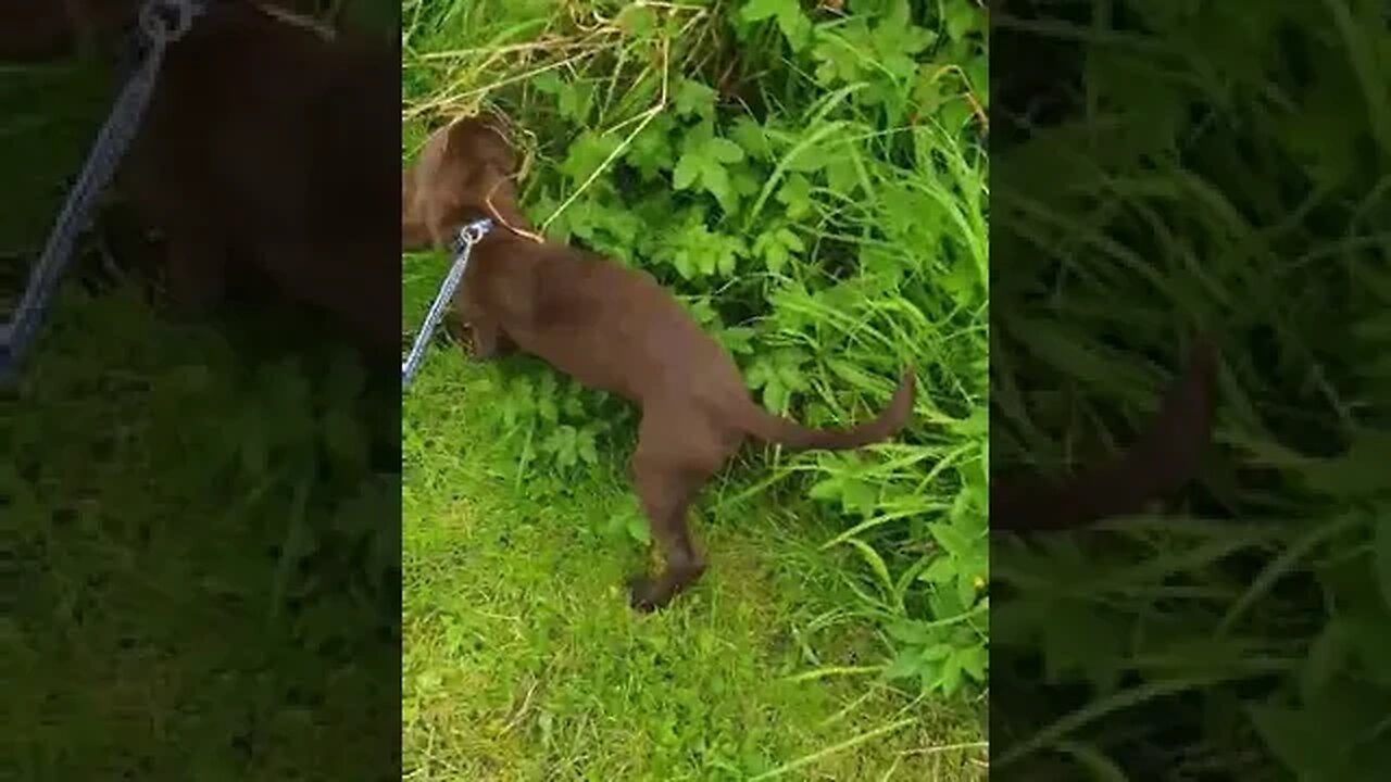 Brin On A Lead