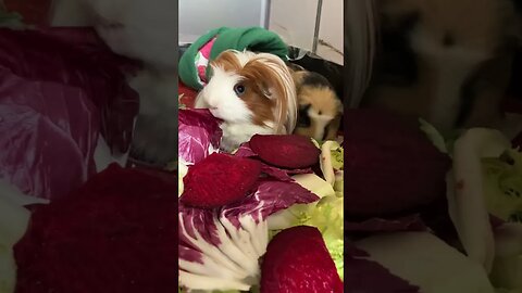 Guinea pigs munching