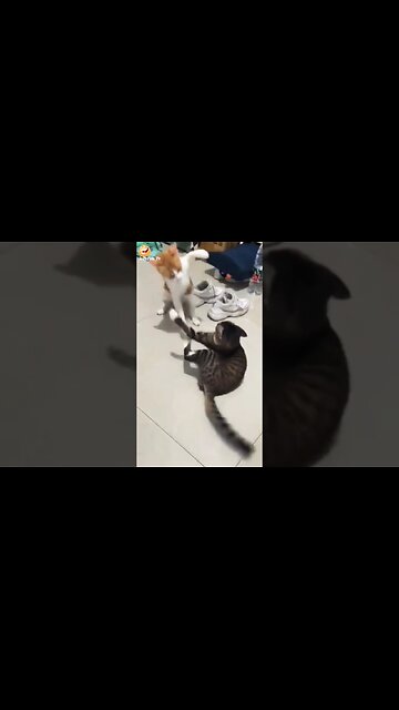 New Funny Cat and Dog 2024! 😂🐾 | #funny #dog #cat #animals #pets