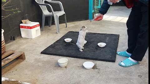 Lovely look of a white cat longing for a fish(58day old cat - part1)