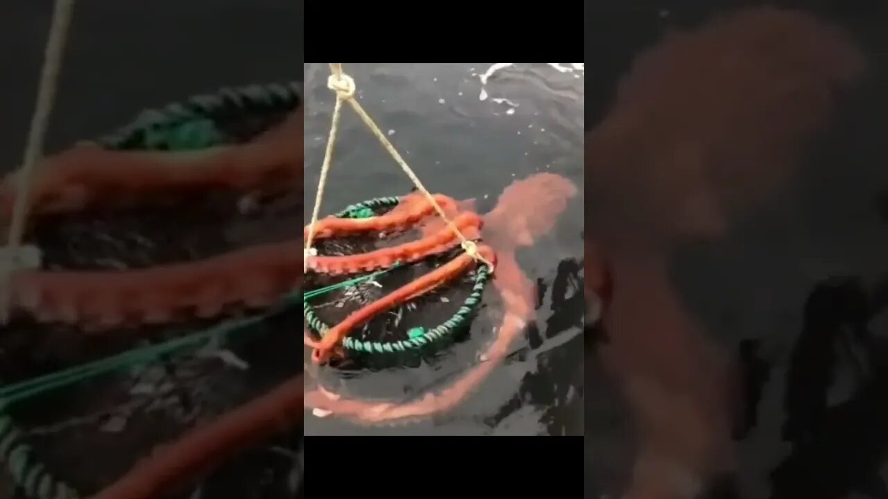 Tarkan filmindeki dev Pasifik Ahtapotu kafadan bacaklıların 9 metreye ulaşan büyük bir üyesidir.