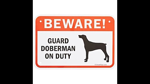 GUARD doberman on Duty *BEWARE!*