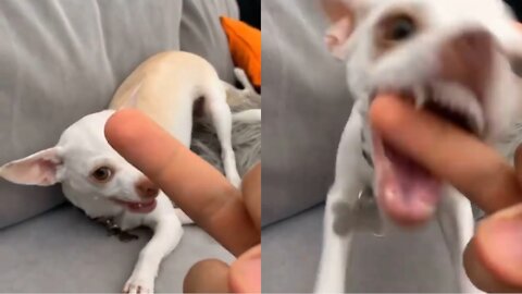 Aggressive Chihuahua respond to middle finger