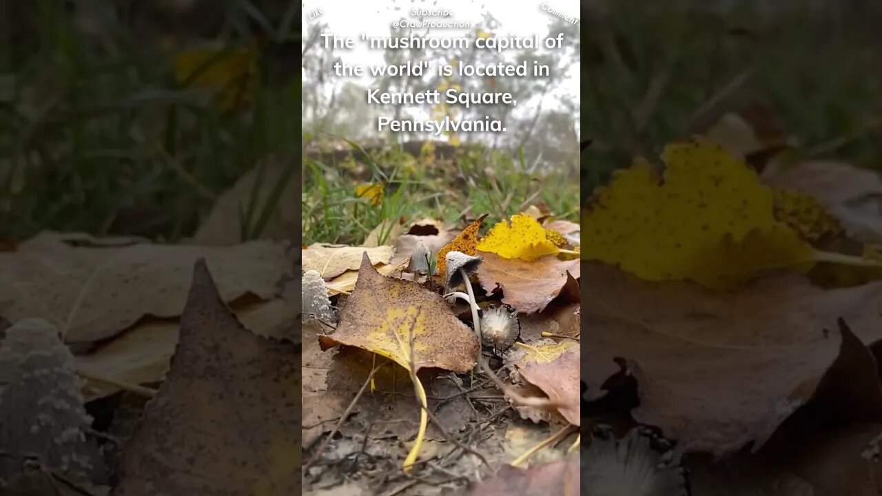 Mushroom capital of the world