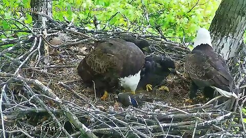 Hays Eagles Dad brings in a Mallard for H19 H20 5.4.23 17:13