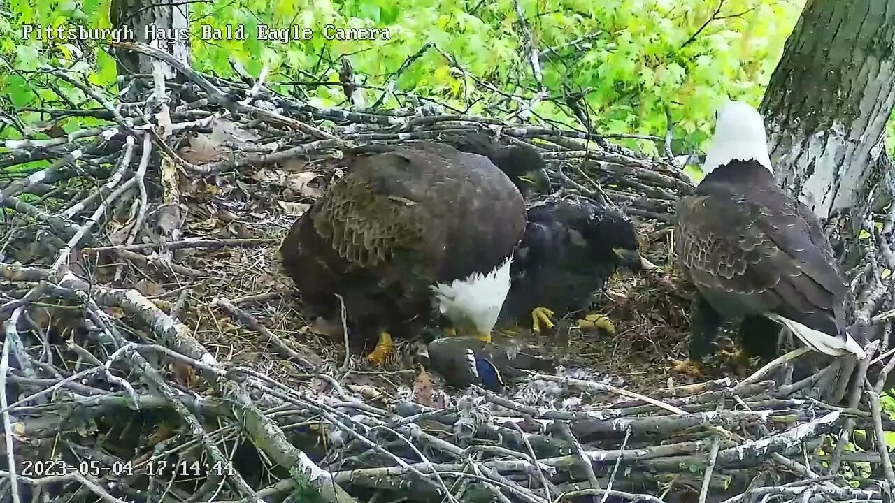 Hays Eagles Dad brings in a Mallard for H19 H20 5.4.23 17:13