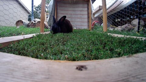 Rabbits enjoy the grass