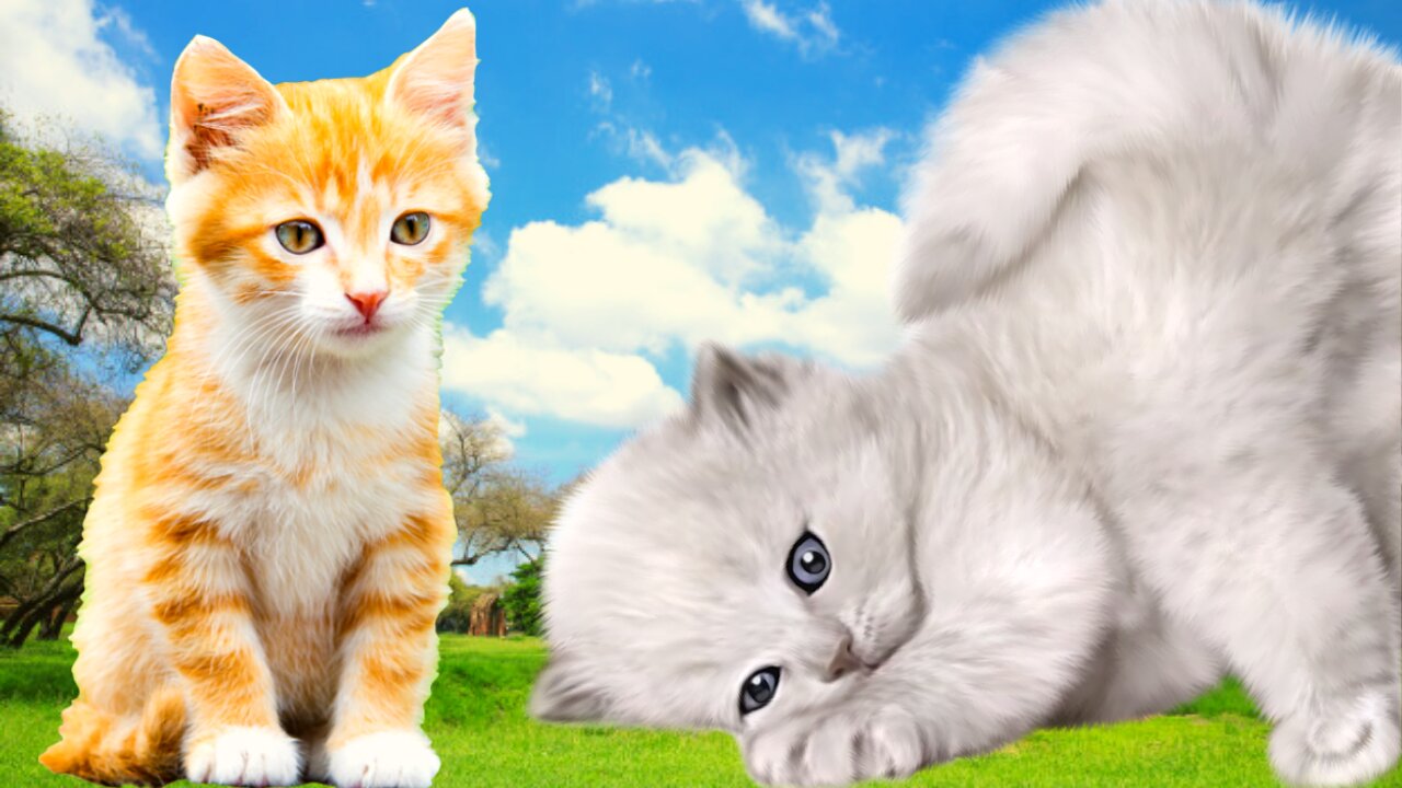 The Amazing Sound of House Cats