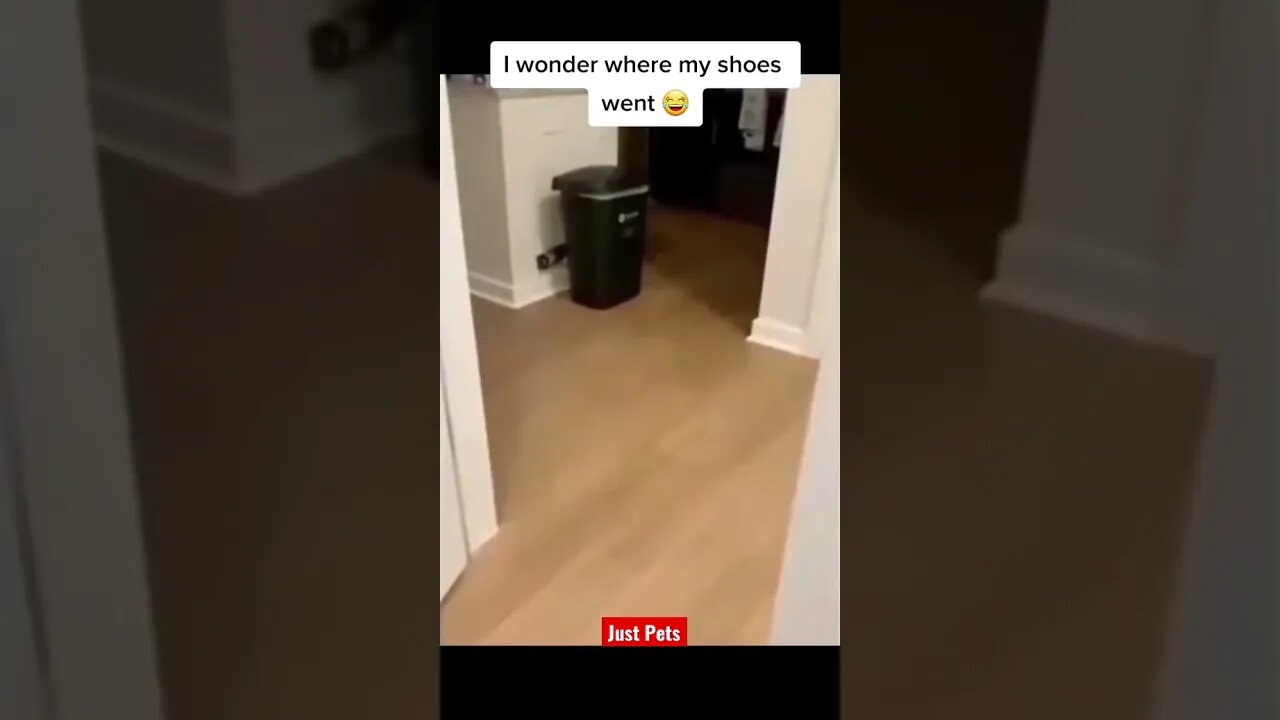 Nothing to see here 🐩 #cute #tiktok #funnyanimals #funnyvideos #dog