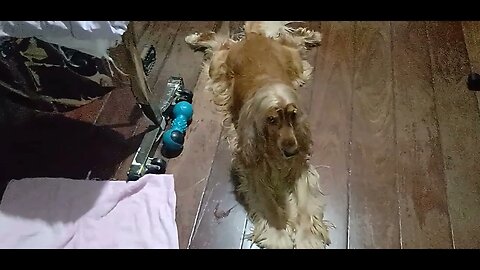 #dogshow , #animals , #dogs