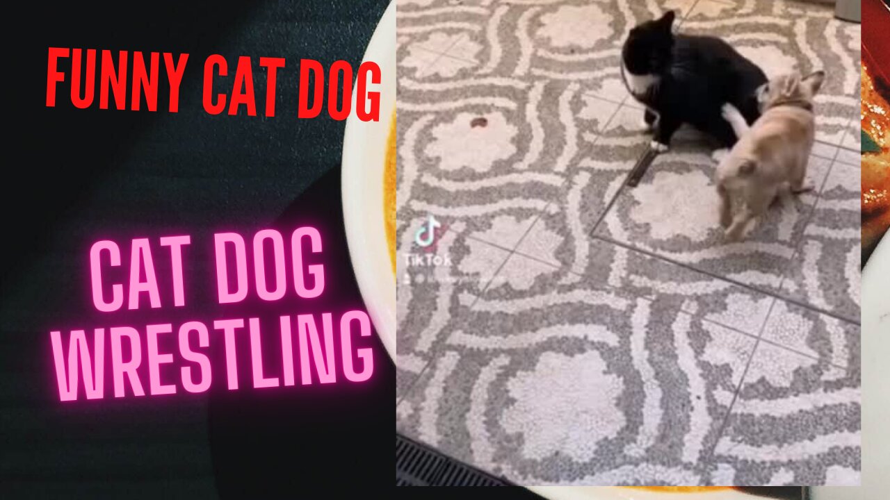 Funny cat and dog wrestling