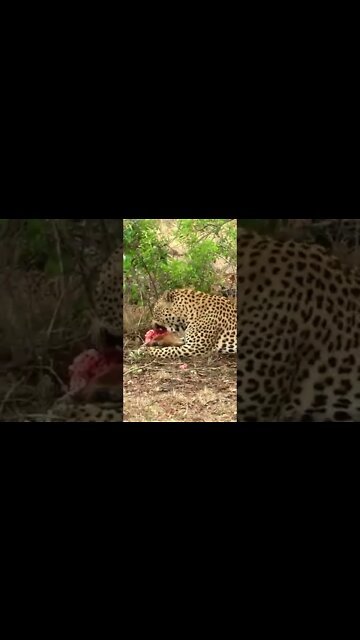 3 Adult Leopards In One Sighting! #shorts