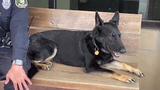 These dogs had been kept in pretty atrocious conditions outside
