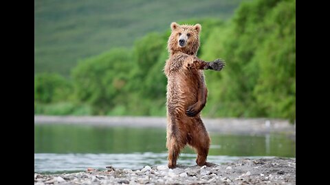 Wild Bears Around the World 🐻 Animals |