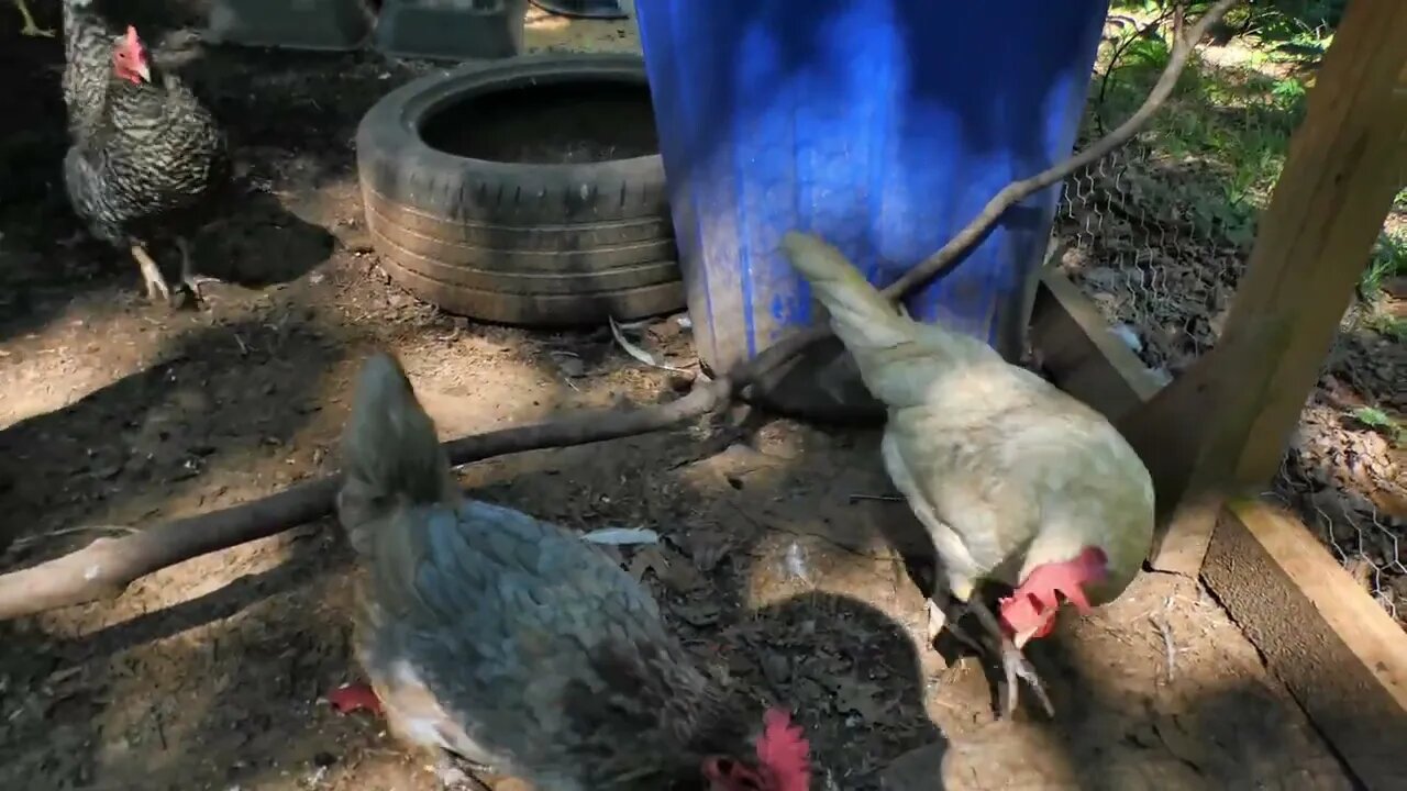 I try to get the chickens to eat some marble rye bread.