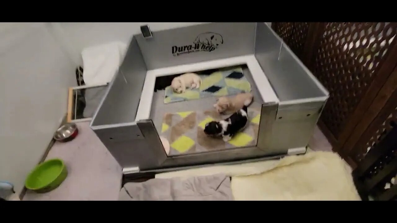 T Litter - First Time Outside The Whelping Box(1)