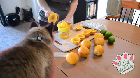 Cooking with Bean Dip the Cat | Summer classics