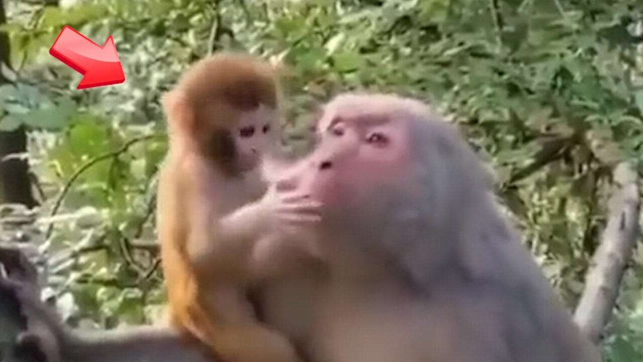 Wonderful parents watching over their little monkeys