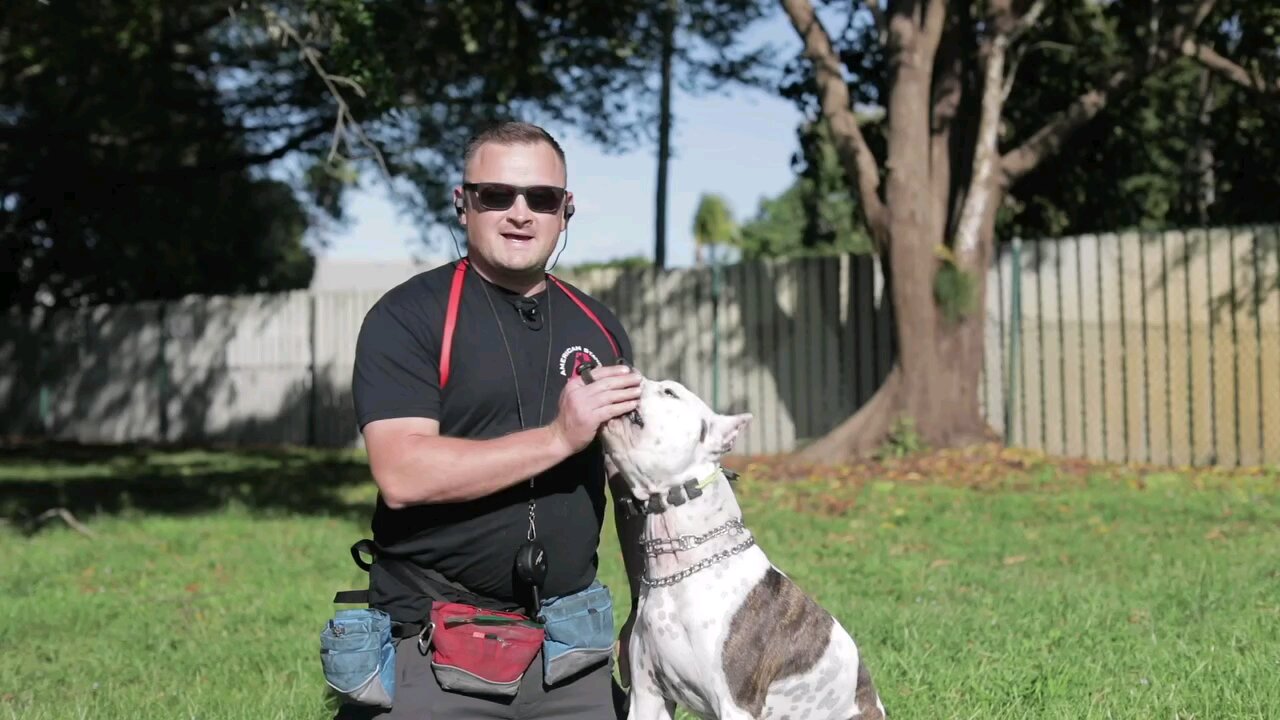 dog training by wow