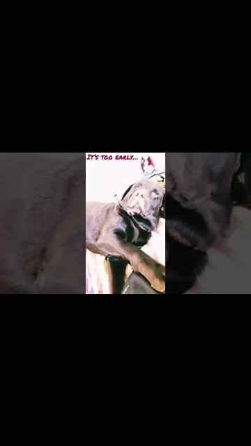 #Labrador says it’s too early. I’ll see my fans later. #shorts #shortsvideo