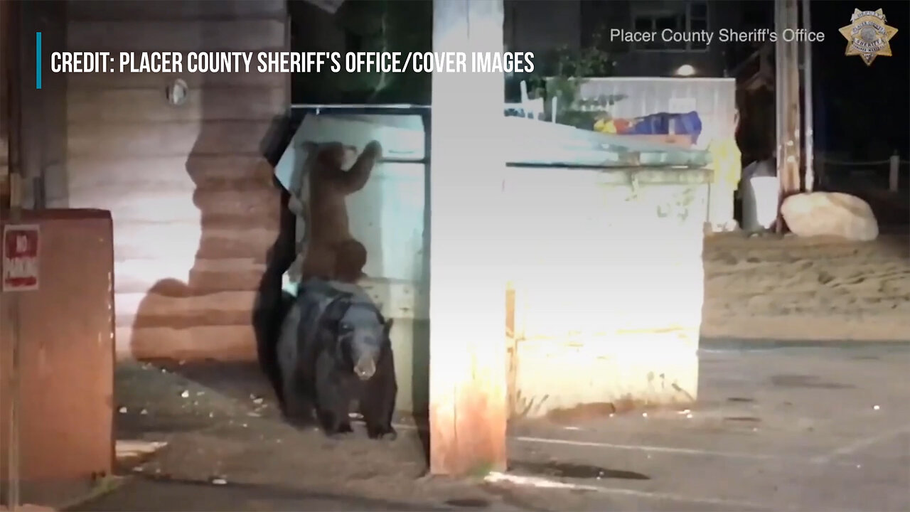 Bear Cub Tries To Rescue Sibling From Dumpster